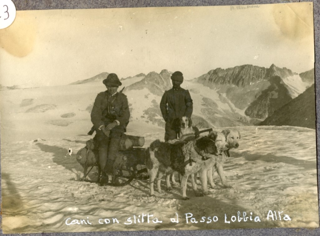 Cani con slitta al Passo Lobbia Alta